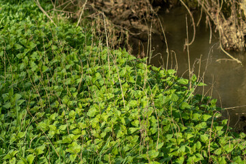 Proliferating nettles at the water's edge	
