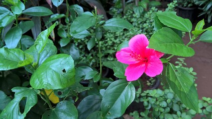 Obraz premium scenic view of Hibiscus or rosemallow flower