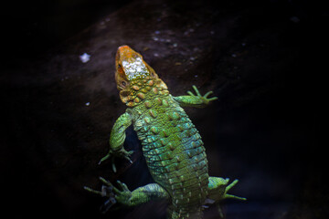 Bienvenue au Zoo Parc de Beauval