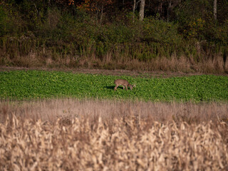 Whitetail Deer