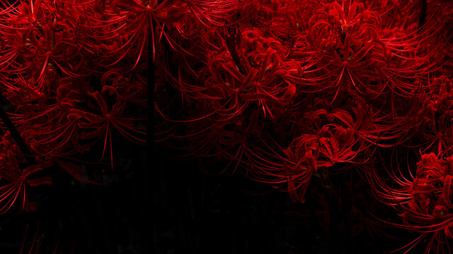 彼岸花 Images – Browse 36,261 Stock Photos, Vectors, and Video