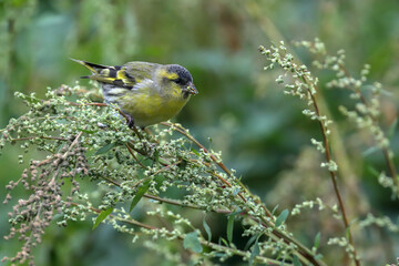 Eurasian siskin