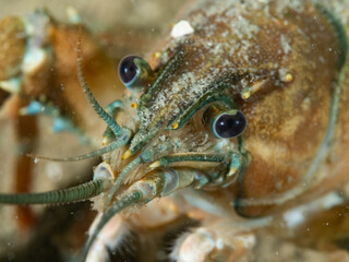 Crayfish, underwater photo. Invasive species in Hancza Lake. Macro shot, selective focus.