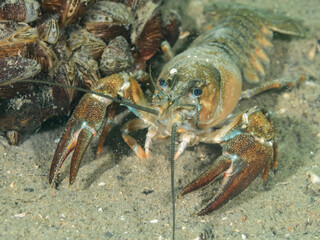 Crayfish, underwater photo. Invasive species in Hancza Lake. Macro shot, selective focus.