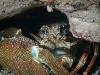 Crayfish, underwater photo. Invasive species in Hancza Lake. Macro shot, selective focus.