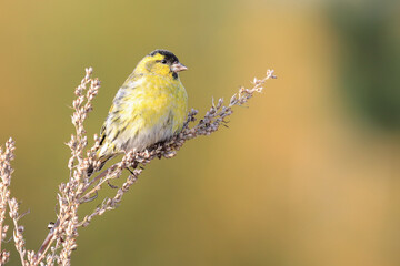 Eurasian siskin