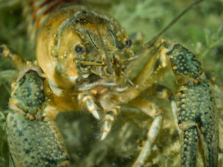 Crayfish, underwater photo. Invasive species in Hancza Lake. Macro shot, selective focus.