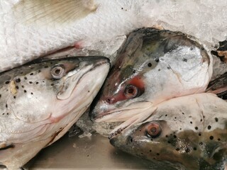 Frozen salmon head in a bucket