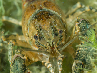Crayfish, underwater photo. Invasive species in Hancza Lake. Macro shot, selective focus.
