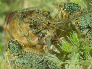 Crayfish, underwater photo. Invasive species in Hancza Lake. Macro shot, selective focus.