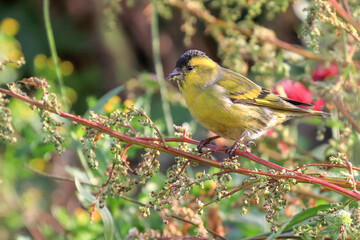 Eurasian siskin