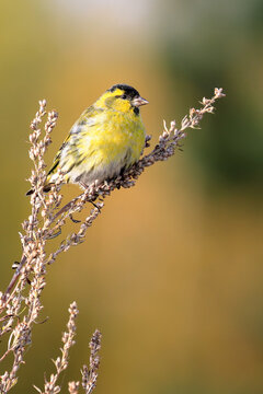 Eurasian siskin