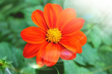 orange flower in the garden