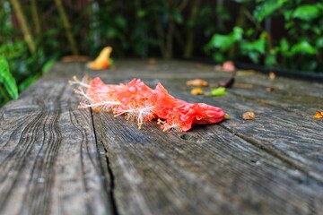 autumn leaves on a wooden fence