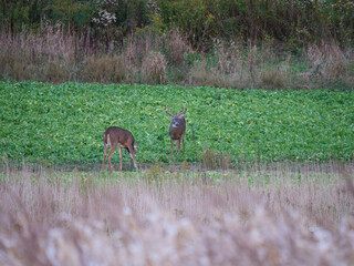 Whitetail Deer