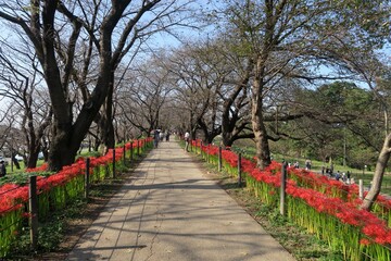 A road with spider lilies on both sides in Gongendo, Satte, Saitama, Japan. October 2, 2020.