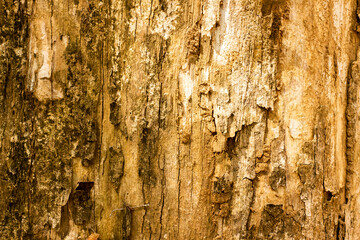 Old wooden texture background that has natural cracks