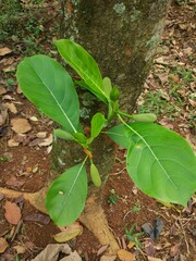 photo of jackfruit leaves