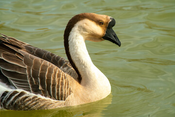 Close up of an African goose, with brown and white feathers, in a lake