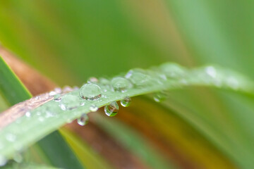 Raindrops on green leaves after a rainy day with a lot of rain refreshes the nature with water as...