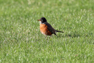 An American Robin in Wisconsin
