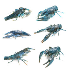 Set of blue crayfishes isolated on white
