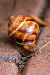 Big striped grapevine snail with a big shell in close-up and macro view shows interesting details of feelers, eyes, helix shell, skin and foot structure of large garden snail and delicious escargot