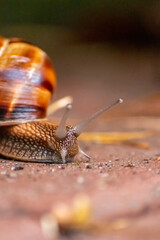 Big striped grapevine snail with a big shell in close-up and macro view shows interesting details of feelers, eyes, helix shell, skin and foot structure of large garden snail and delicious escargot