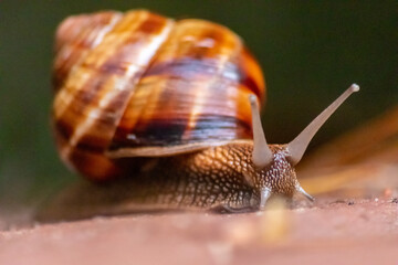 Big striped grapevine snail with a big shell in close-up and macro view shows interesting details of feelers, eyes, helix shell, skin and foot structure of large garden snail and delicious escargot