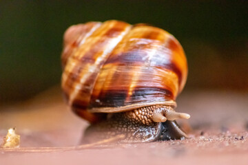 Big striped grapevine snail with a big shell in close-up and macro view shows interesting details of feelers, eyes, helix shell, skin and foot structure of large garden snail and delicious escargot