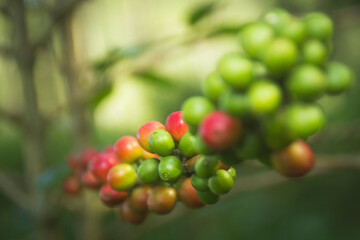 Close-up natural coffee beans fruit on the tree