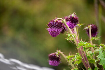 Mountain flower　
purple