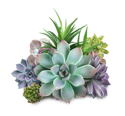 Collection of different beautiful succulents on white background