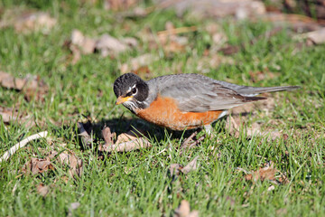 An American Robin in Wisconsin