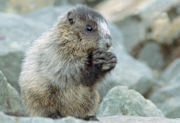 Hoary marmot eating while keeping an eye on photographer 