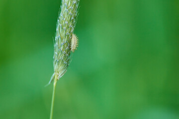 Larve des Vierundzwanzigpunkt-Marienkäfer an Wiesenfuchsschwanz	