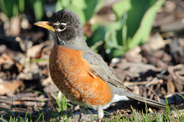 An American Robin in Wisconsin