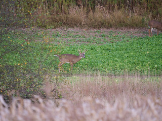 Whitetail Deer