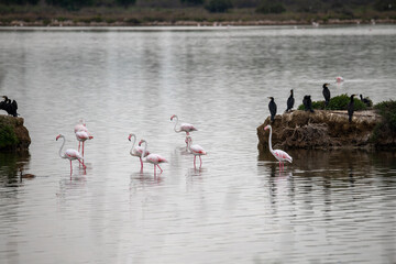 Flamingos