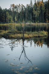 Stick reflecting on a lake
