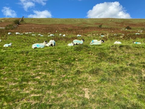 Sheep, High On The Fells, Resting Under A Hot Sun Near, Arncliffe, Skipton, UK