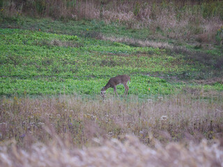 Whitetail Deer