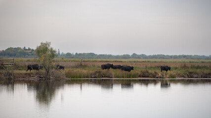 Camargue Bulls