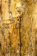 Old wooden texture background that has natural cracks