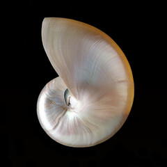 Nautilus Sea Shell on Black