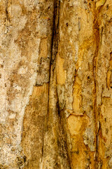 Old wooden texture background that has natural cracks