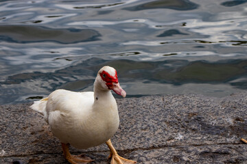 On the shores of the lake a white goose looks for food.