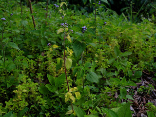 Billy goat-weed or chick weed (Ageratum conyzoides) in green and yellow leaves