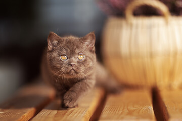 Britisch Kurzhaar Langhaar Kitten Katzenkind 