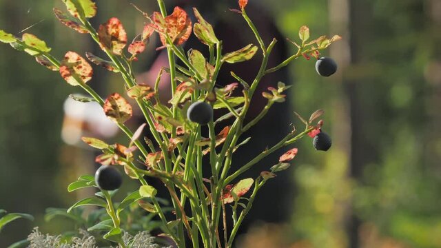 The look of the bluberry plant in the forest area in Espoo Finland